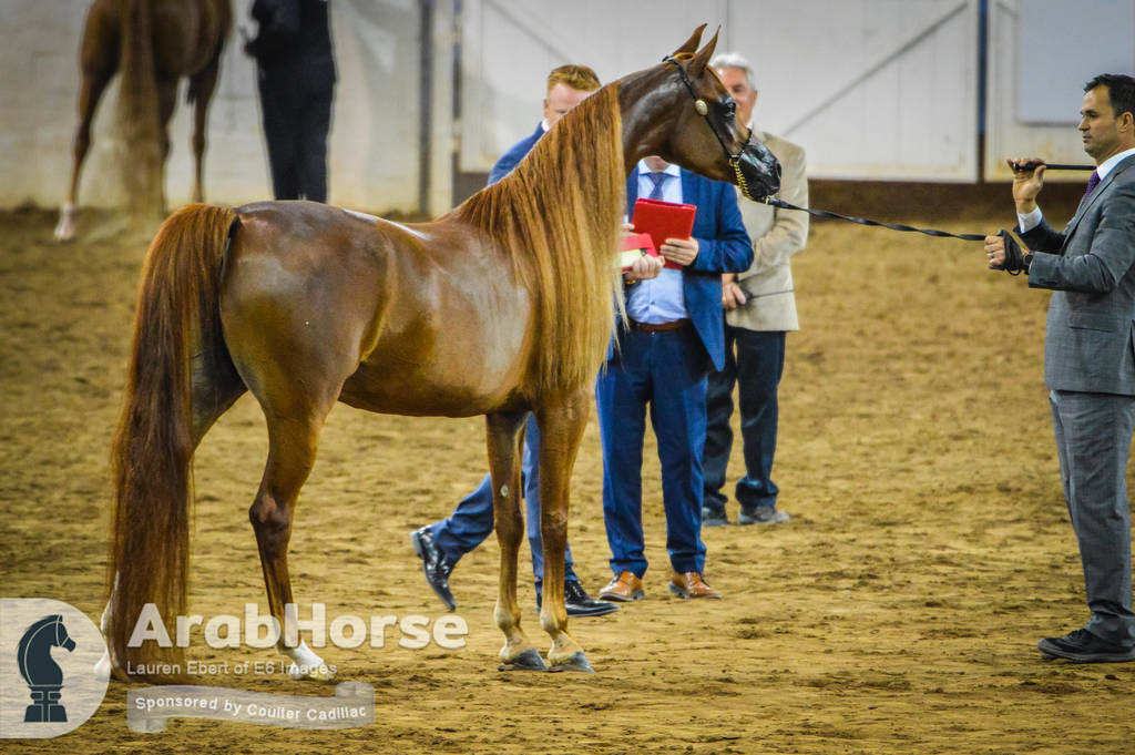 Arabian National Breeder Finals - 2017