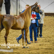 Arabian National Breeder Finals - 2017