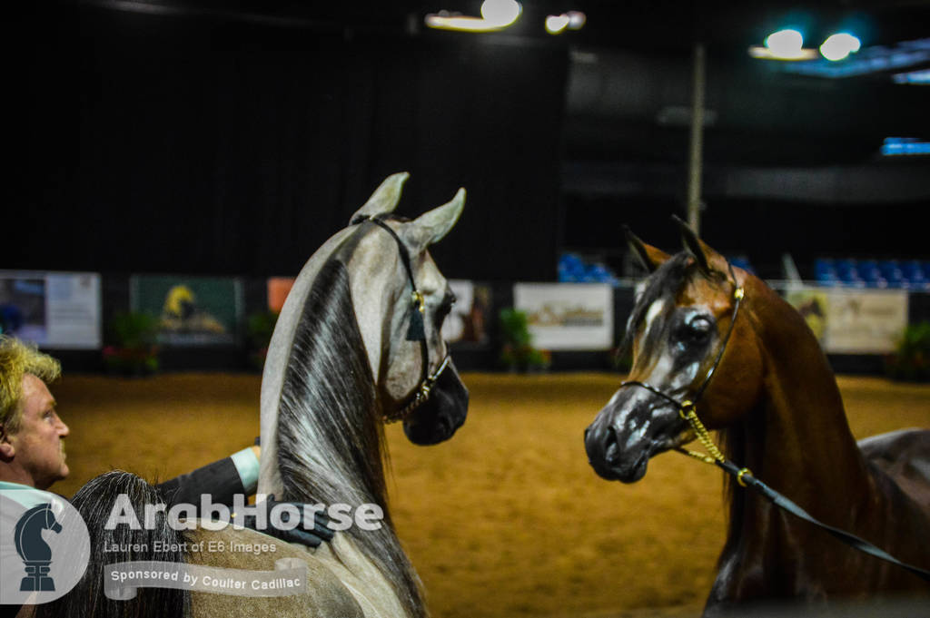 Arabian National Breeder Finals - 2017