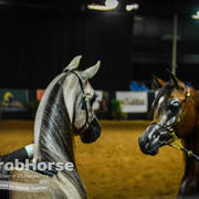 Arabian National Breeder Finals - 2017