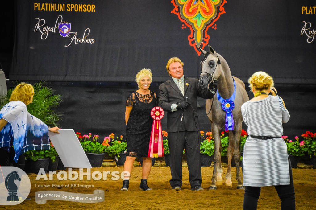 Arabian National Breeder Finals - 2017