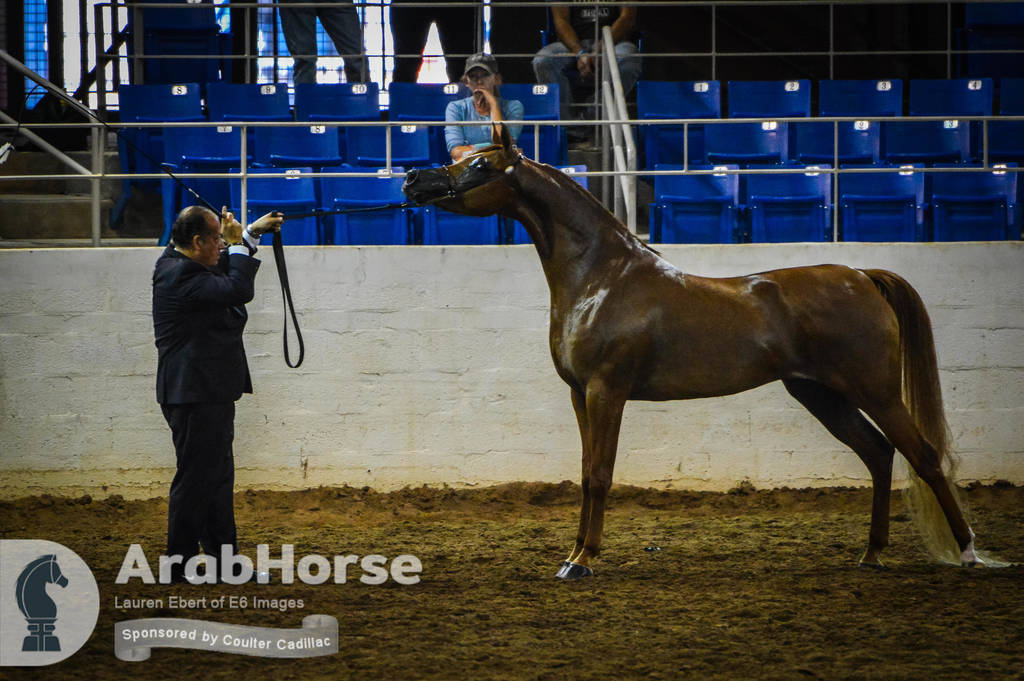 Arabian National Breeder Finals - 2017