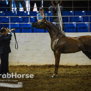 Arabian National Breeder Finals - 2017