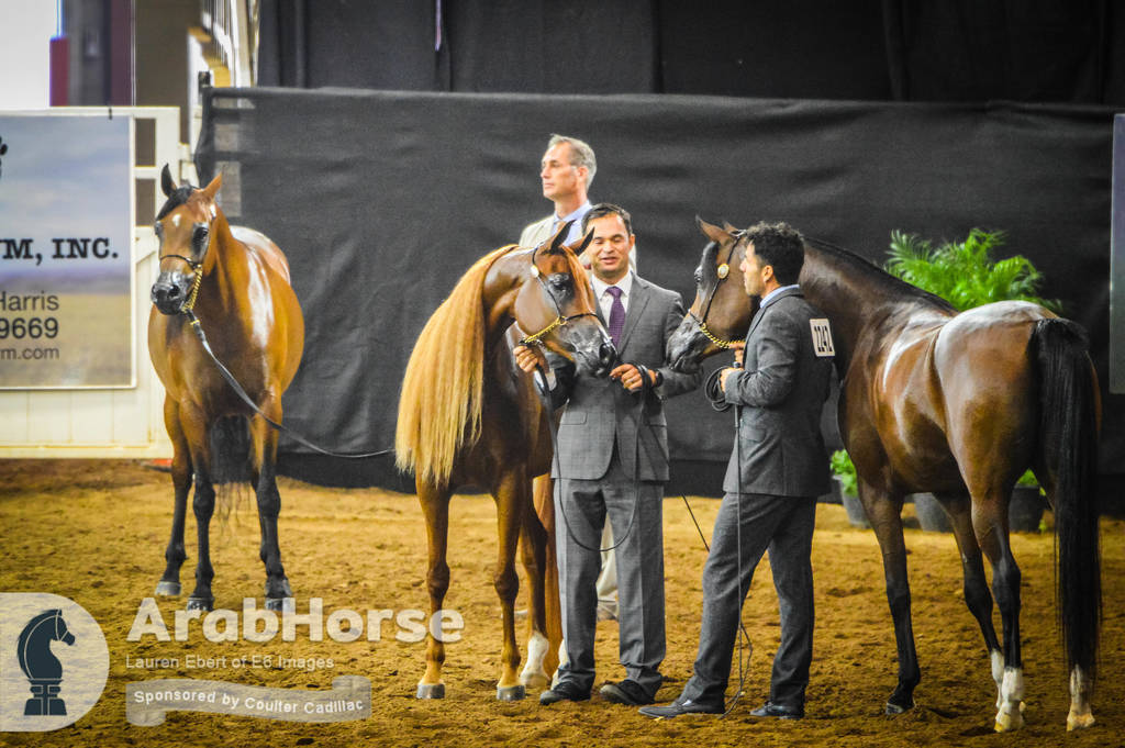 Arabian National Breeder Finals - 2017