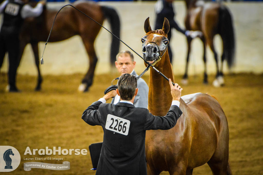Arabian National Breeder Finals - 2017
