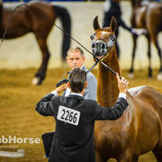 Arabian National Breeder Finals - 2017