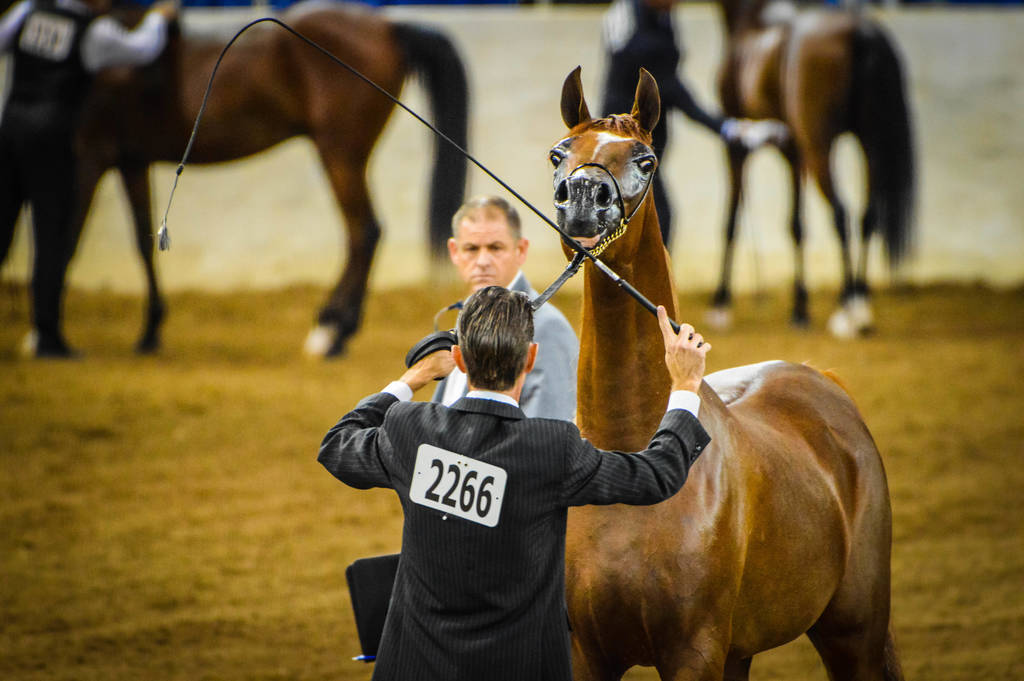 Arabian National Breeder Finals - 2017