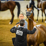 Arabian National Breeder Finals - 2017