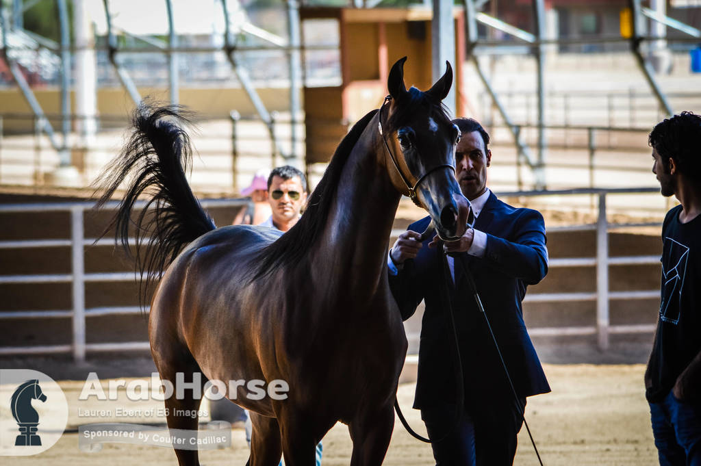Arabian National Breeder Finals - 2017