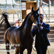 Arabian National Breeder Finals - 2017