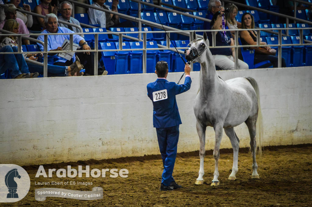 Arabian National Breeder Finals - 2017