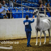 Arabian National Breeder Finals - 2017