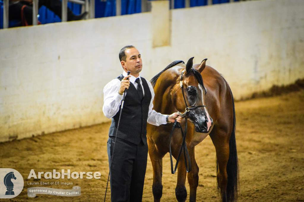 Arabian National Breeder Finals - 2017