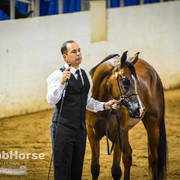 Arabian National Breeder Finals - 2017