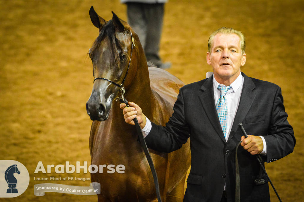 Arabian National Breeder Finals - 2017