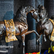 Arabian National Breeder Finals - 2017
