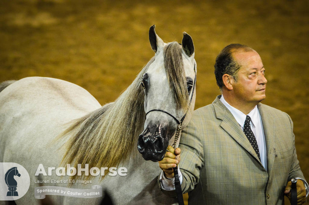 Arabian National Breeder Finals - 2017