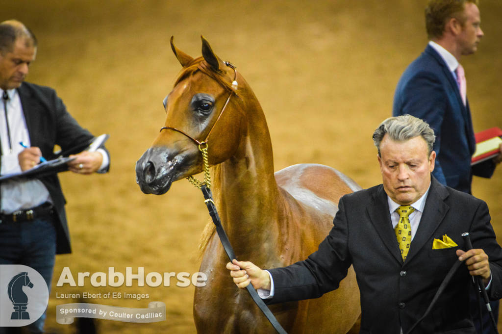 Arabian National Breeder Finals - 2017