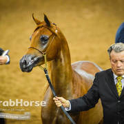 Arabian National Breeder Finals - 2017