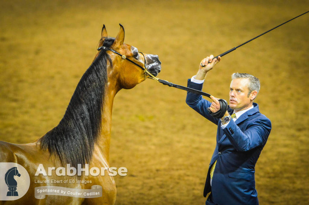 Arabian National Breeder Finals - 2017