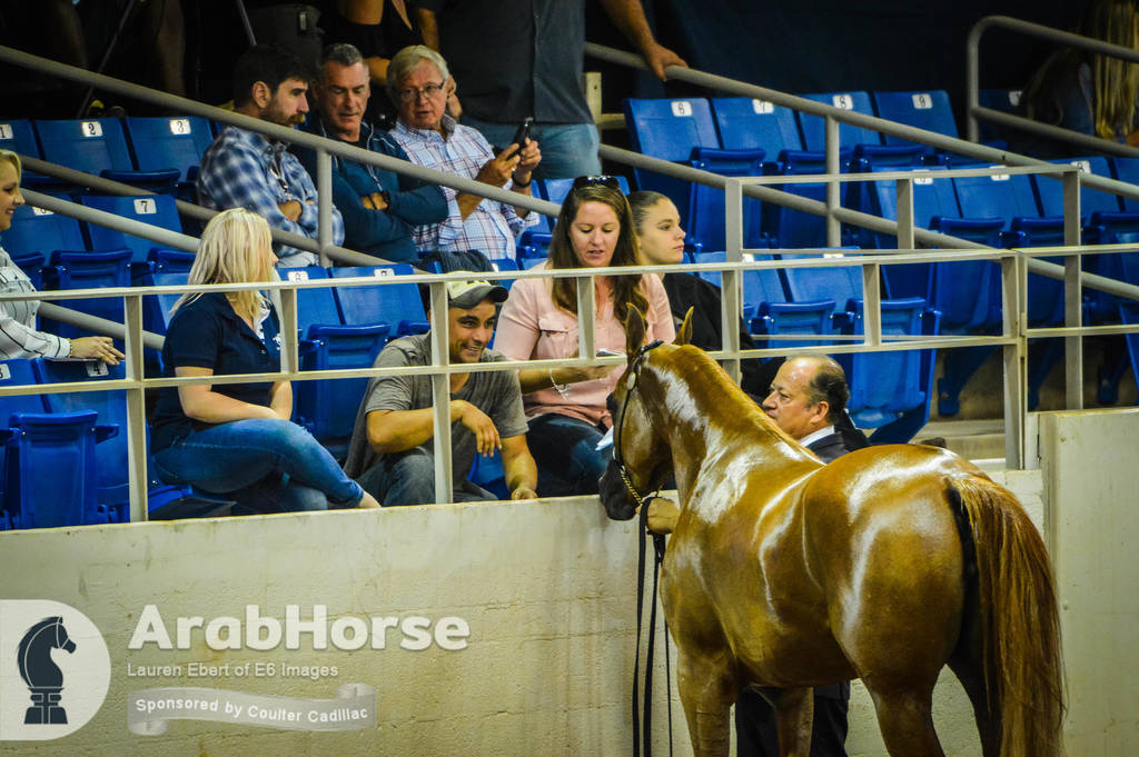 Arabian National Breeder Finals - 2017