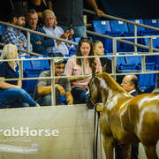 Arabian National Breeder Finals - 2017