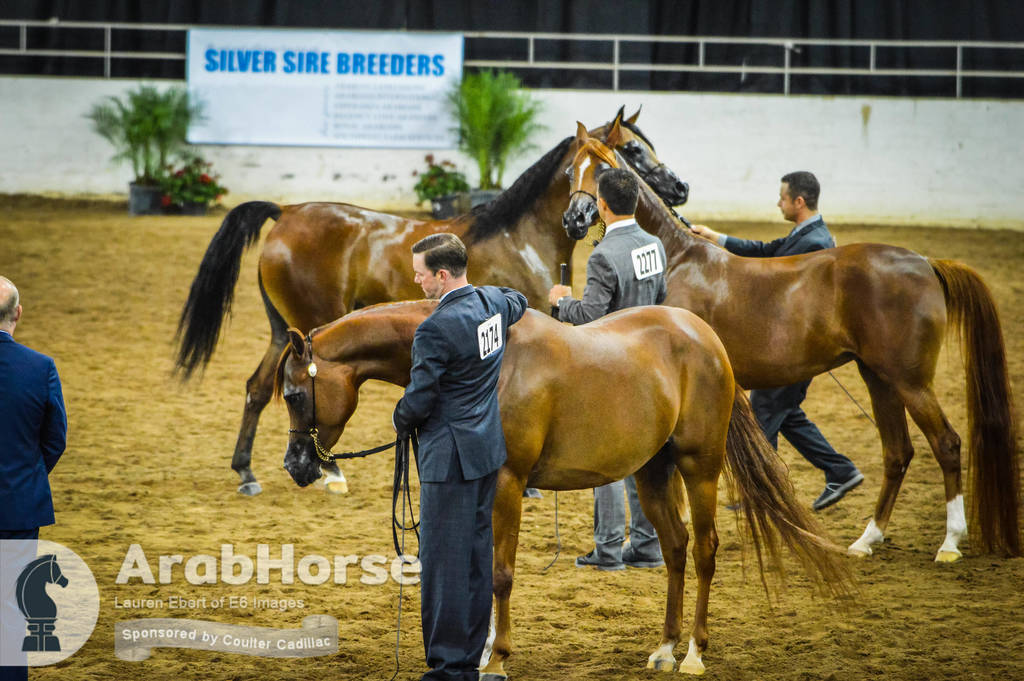 Arabian National Breeder Finals - 2017