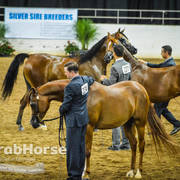 Arabian National Breeder Finals - 2017