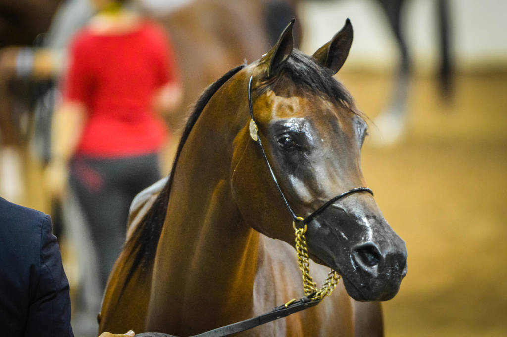 Arabian National Breeder Finals - 2017