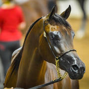 Arabian National Breeder Finals - 2017