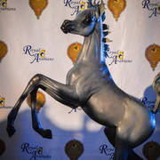 Arabian National Breeder Finals - 2017