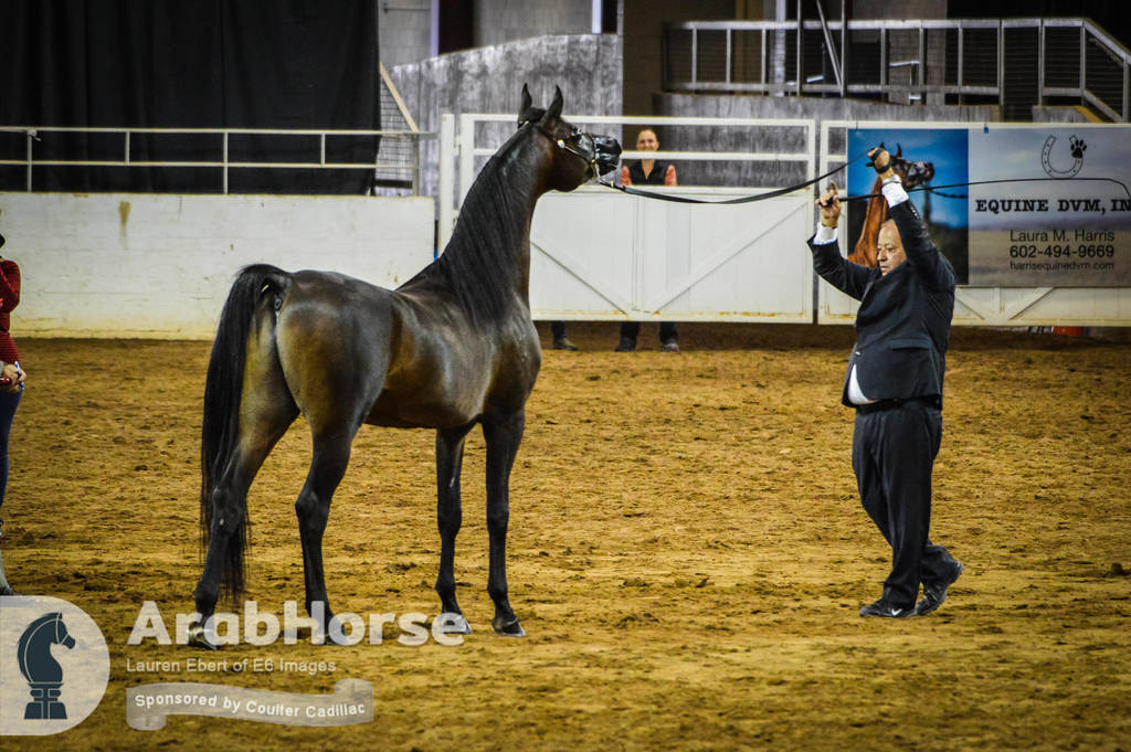 Arabian National Breeder Finals - 2017