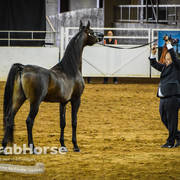 Arabian National Breeder Finals - 2017