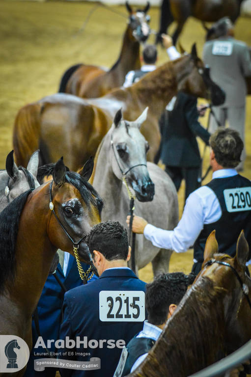 Arabian National Breeder Finals - 2017