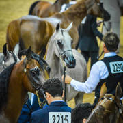 Arabian National Breeder Finals - 2017