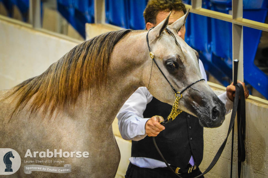 Arabian National Breeder Finals - 2017