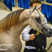 Arabian National Breeder Finals - 2017