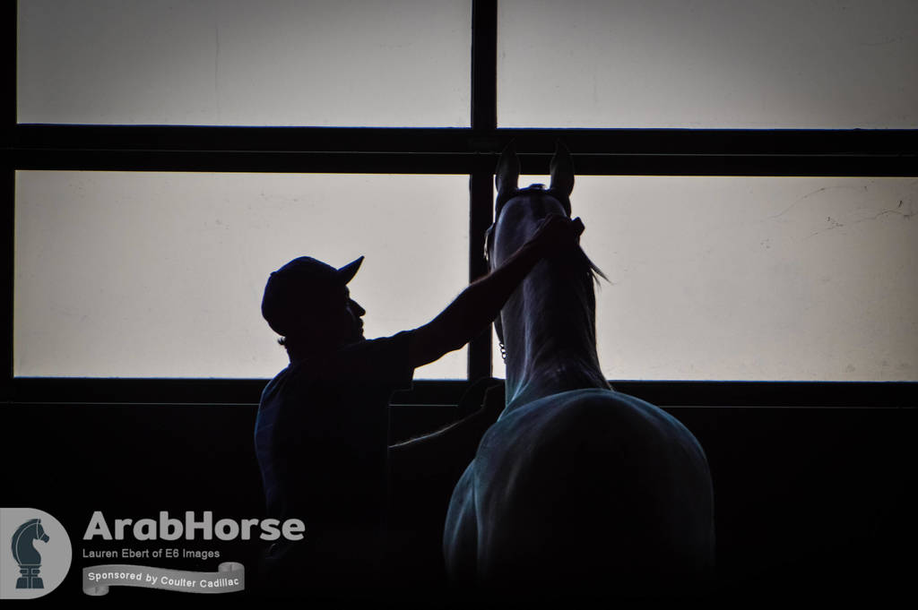 Arabian National Breeder Finals - 2017