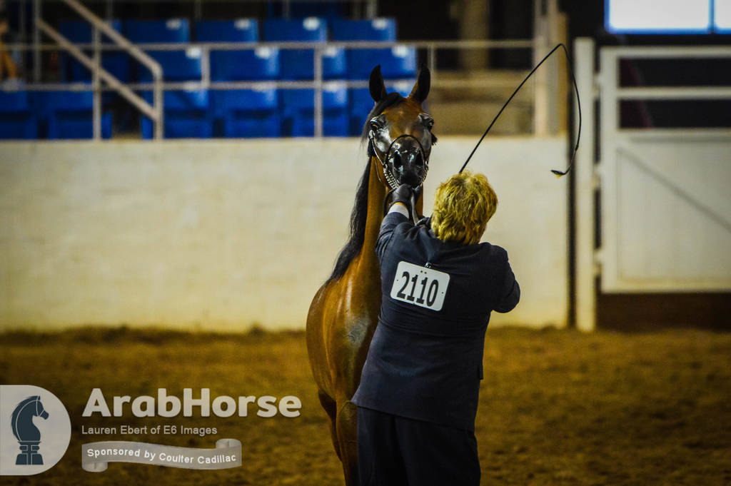 Arabian National Breeder Finals - 2017