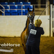 Arabian National Breeder Finals - 2017