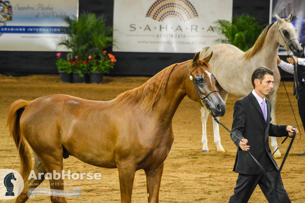 Arabian National Breeder Finals - 2017