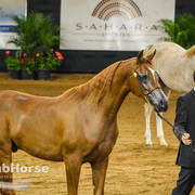 Arabian National Breeder Finals - 2017