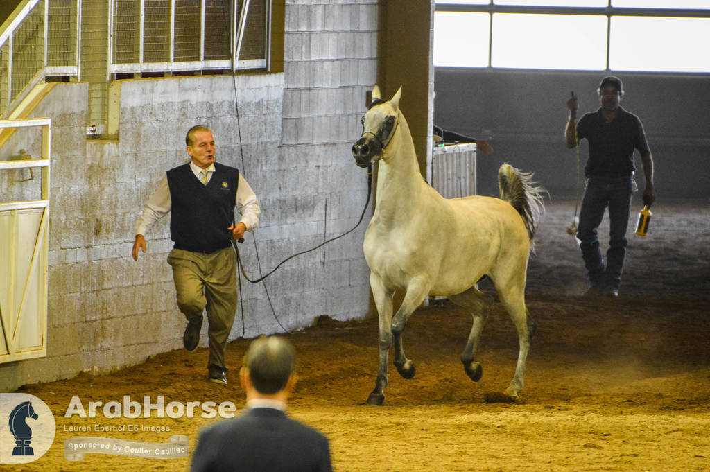 Arabian National Breeder Finals - 2017