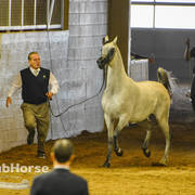 Arabian National Breeder Finals - 2017
