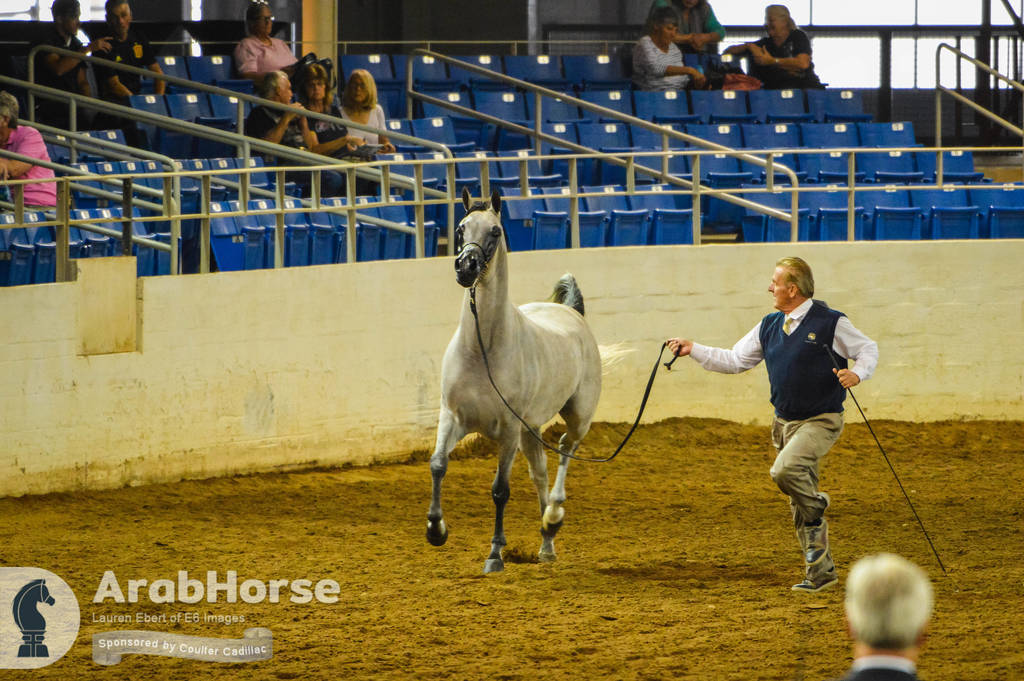 Arabian National Breeder Finals - 2017