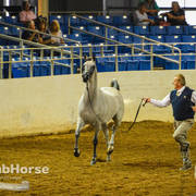 Arabian National Breeder Finals - 2017