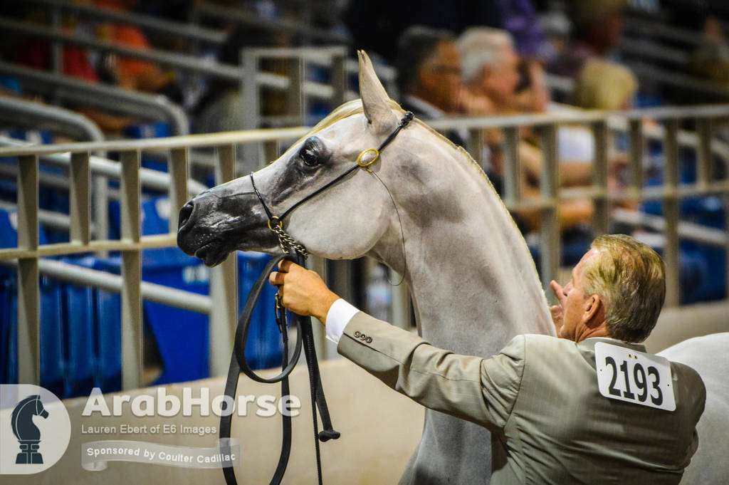 Arabian National Breeder Finals - 2017