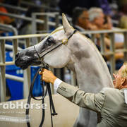 Arabian National Breeder Finals - 2017