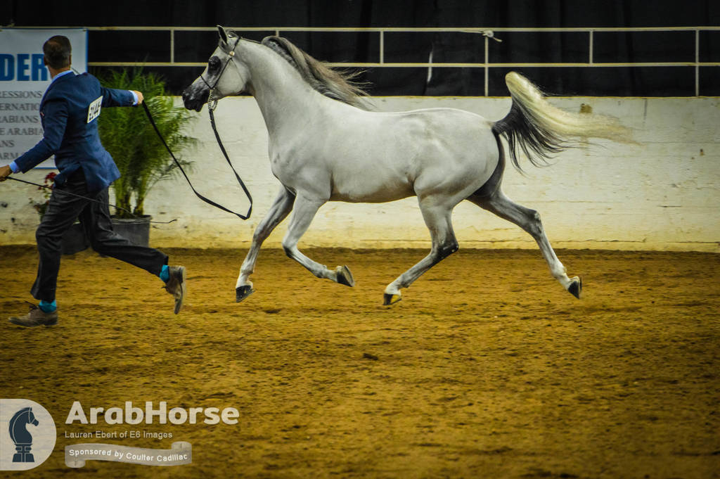 Arabian National Breeder Finals - 2017