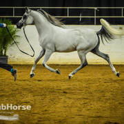 Arabian National Breeder Finals - 2017